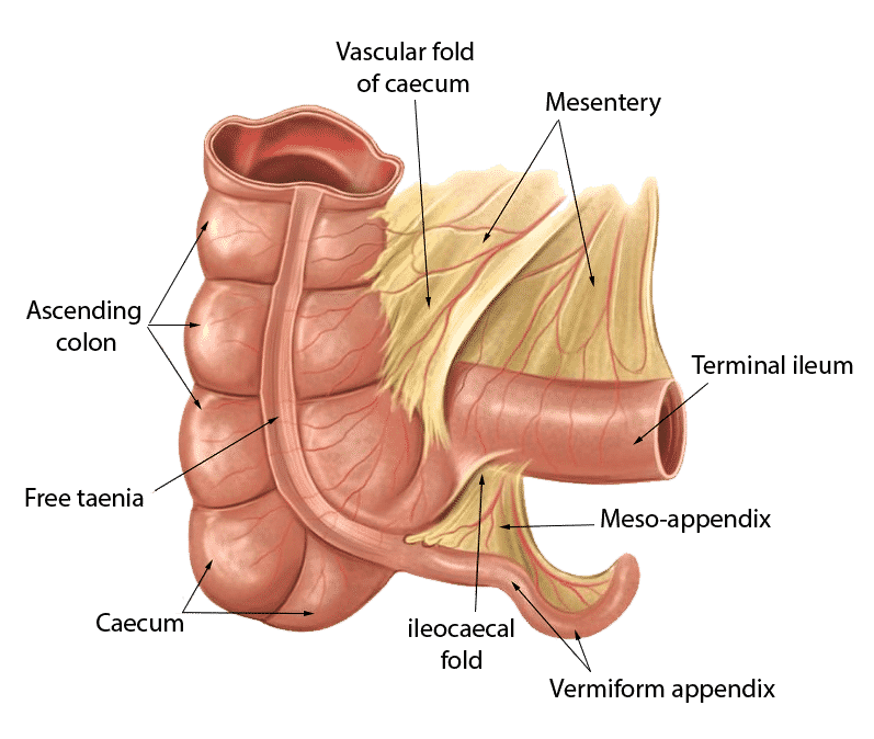 Appendicitis - Caecum and vermiform appendix MedFog