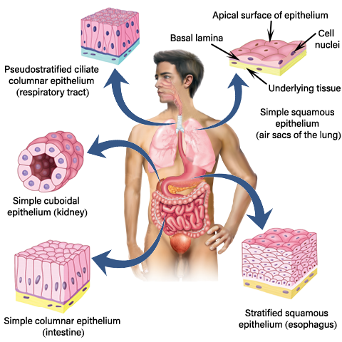 Epithelial tissues - MedFog