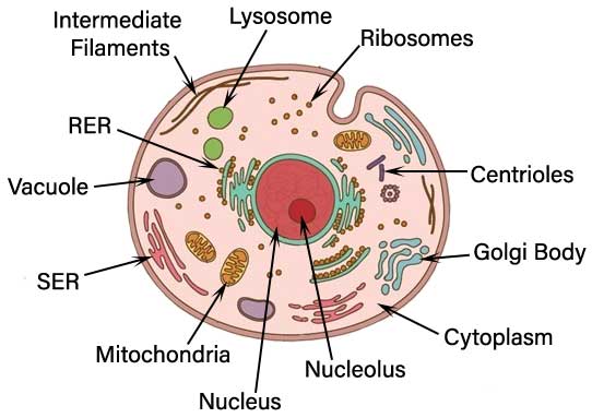 Eukaryotes cell MedFog