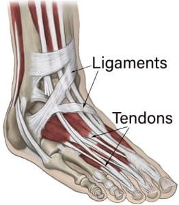 Ankle Sprain - Symptoms, Diagnosis and Treatment - MedFog