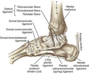 Ankle Sprain - Symptoms, Diagnosis and Treatment - MedFog