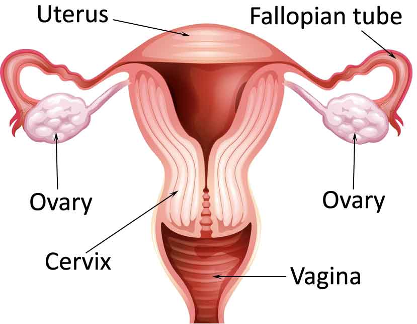 Reproductive-system Female