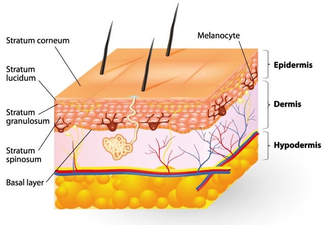 The layers of human skin