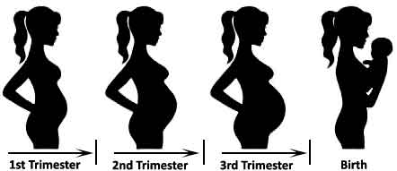 Stages of Pregnancy trimesters