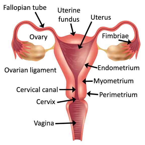 Endometrium Myometrium and Perimetrium