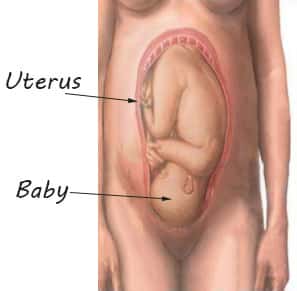 normal presentation of fetus